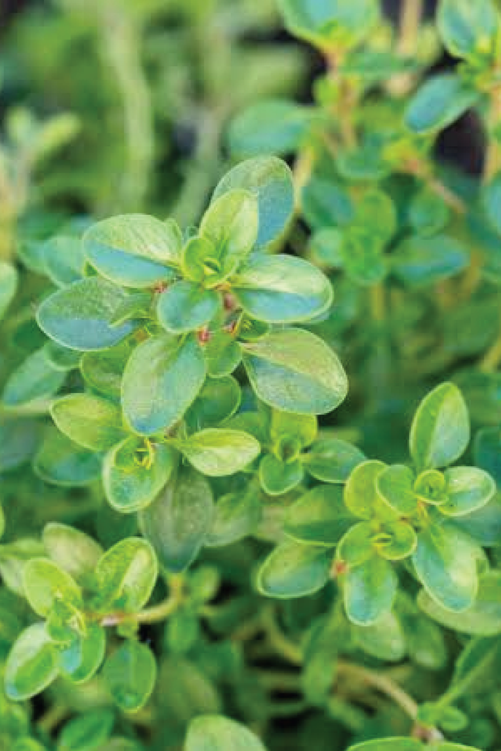 THYME SEEDS