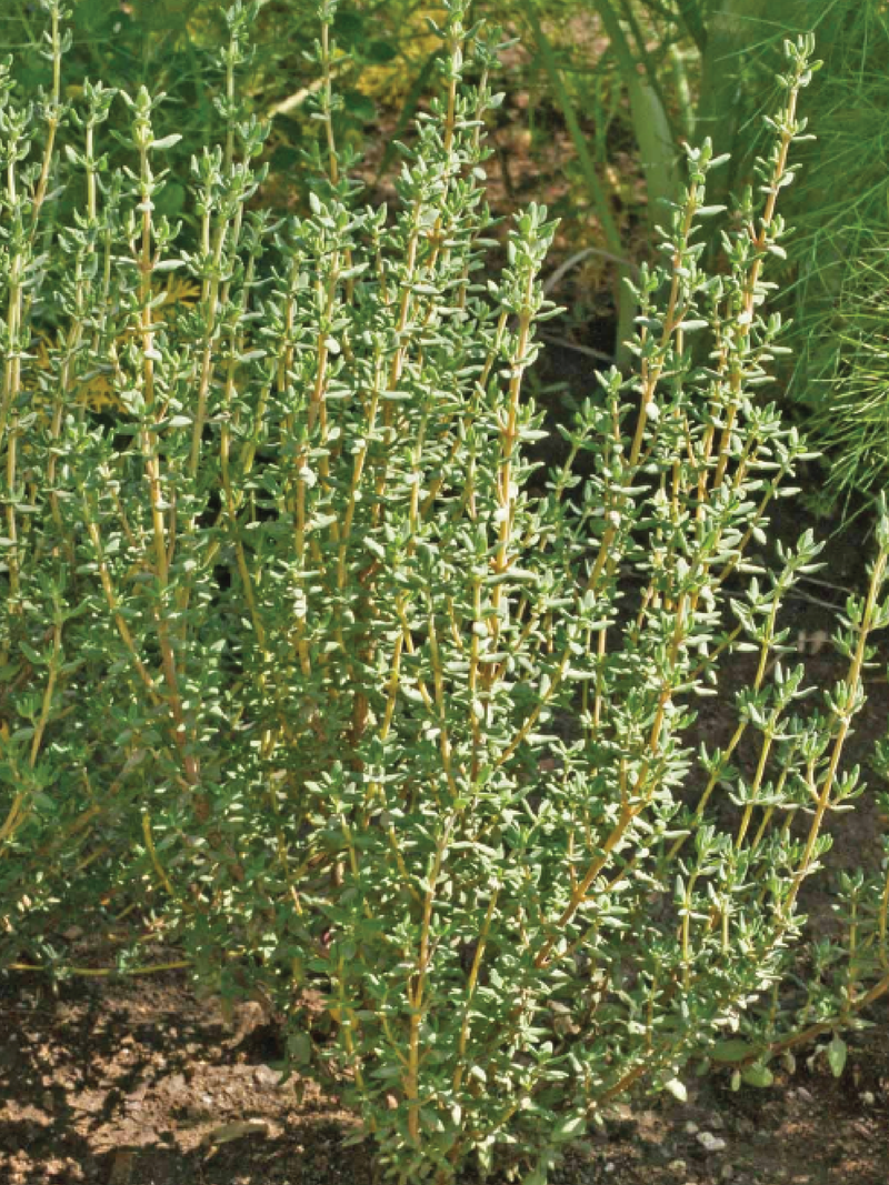 ORGANIC GERMAN WINTER THYME SEEDLING<br> شتلات زعتر جيرمان ونتر العضوي