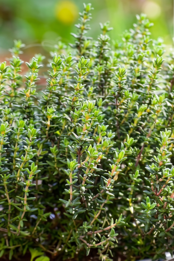 THYME SEEDS