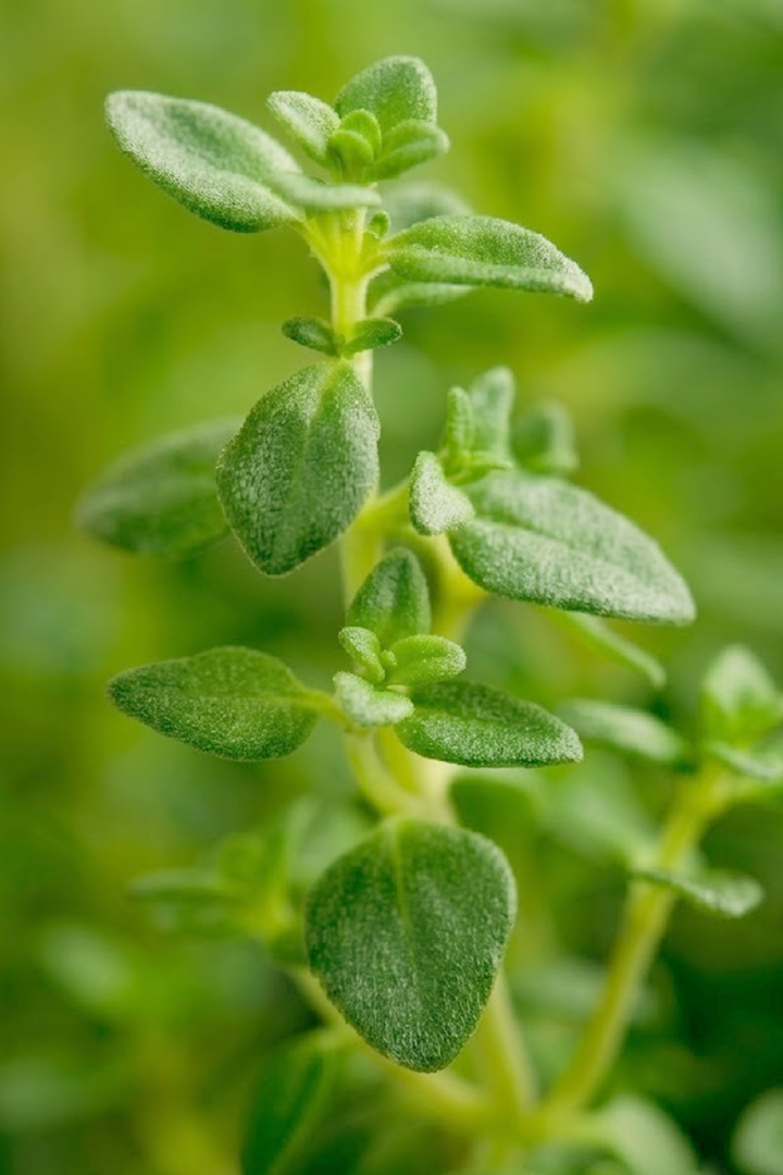 THYME SEEDS