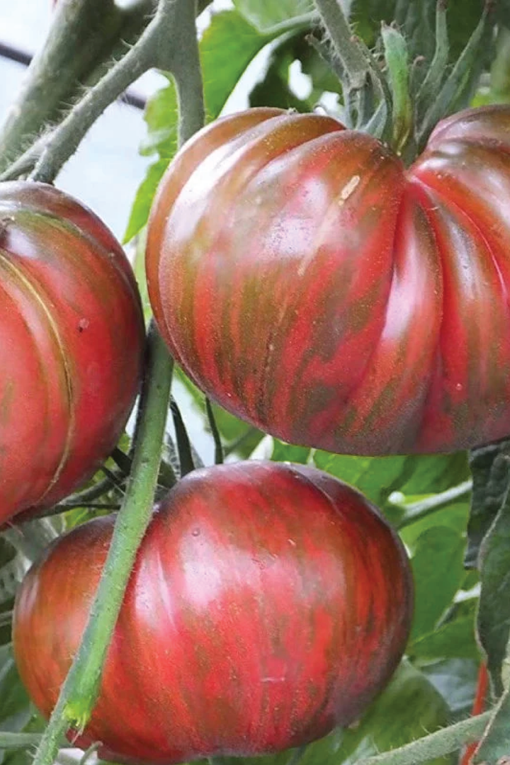 ORGANIC BERKELEY TIE DIE TOMATO SEEDLING