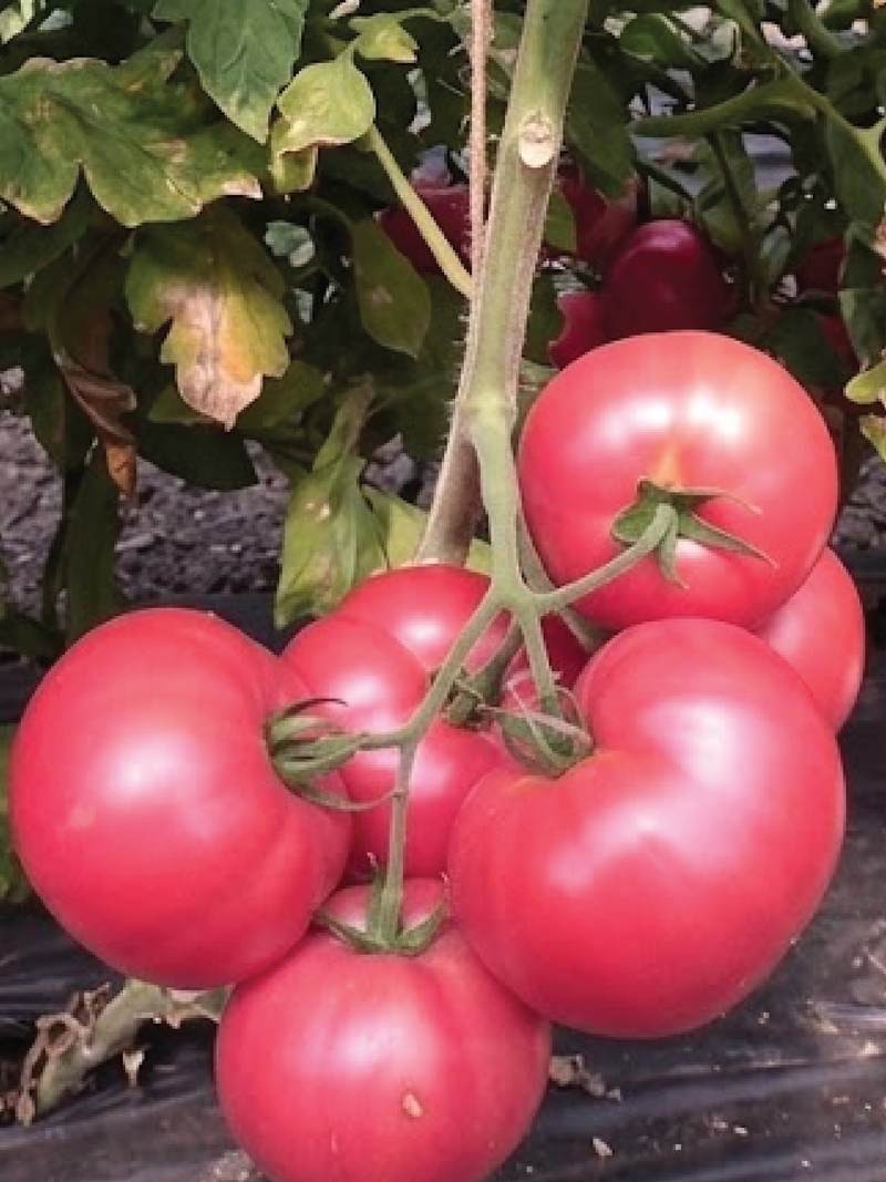 ORGANIC PINK VELVET TOMATO SEEDLING  شتلة طماطم فيلفت الوردية العضوية