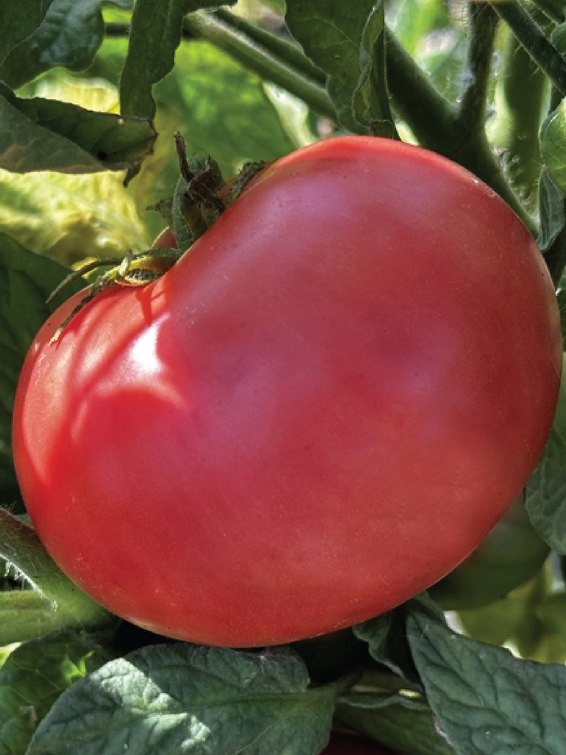 ORGANIC PINK VELVET TOMATO SEEDLING  شتلة طماطم فيلفت الوردية العضوية