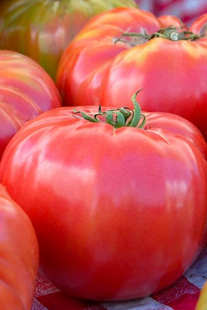 ORGANIC RED TOMATO BRANDYWINE SEEDLING