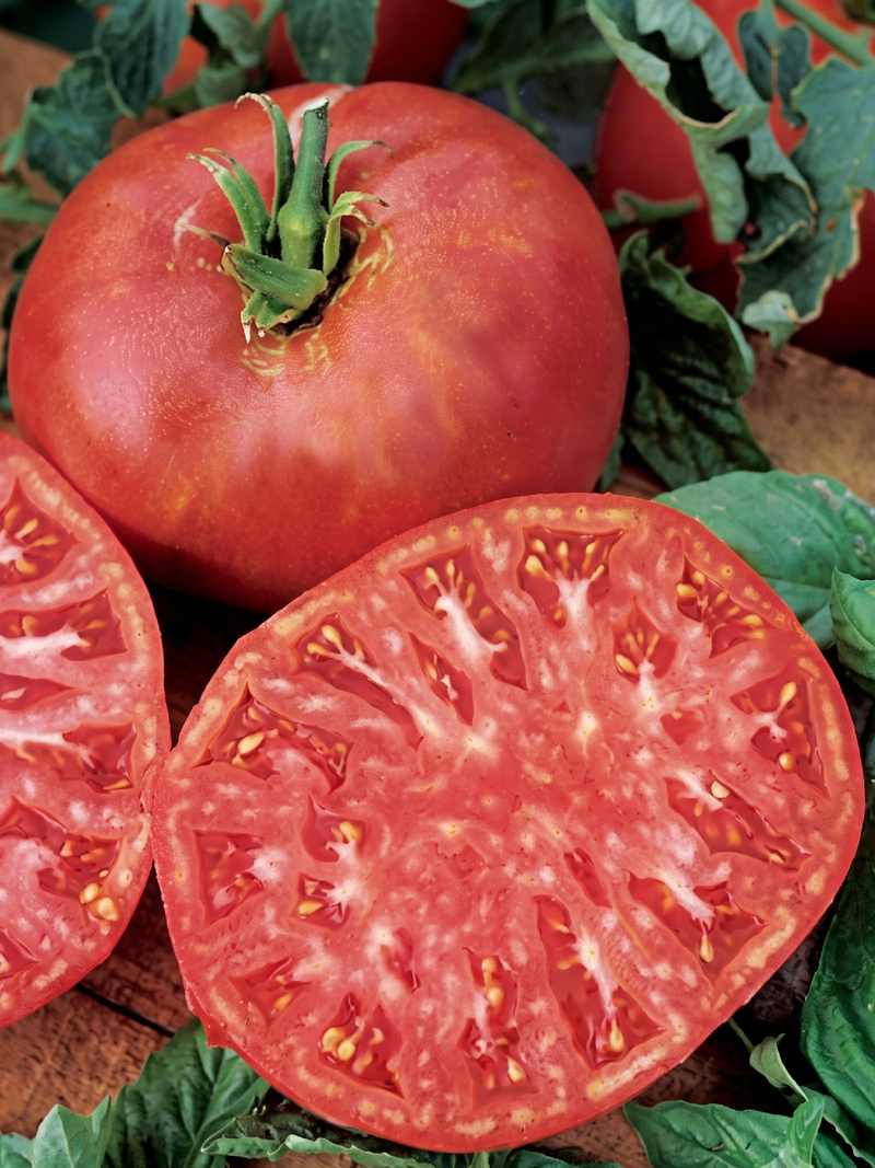 ORGANIC RED TOMATO BRANDYWINE SEEDLING