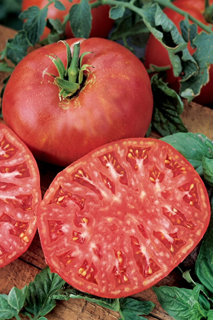 ORGANIC RED TOMATO BRANDYWINE SEEDLING