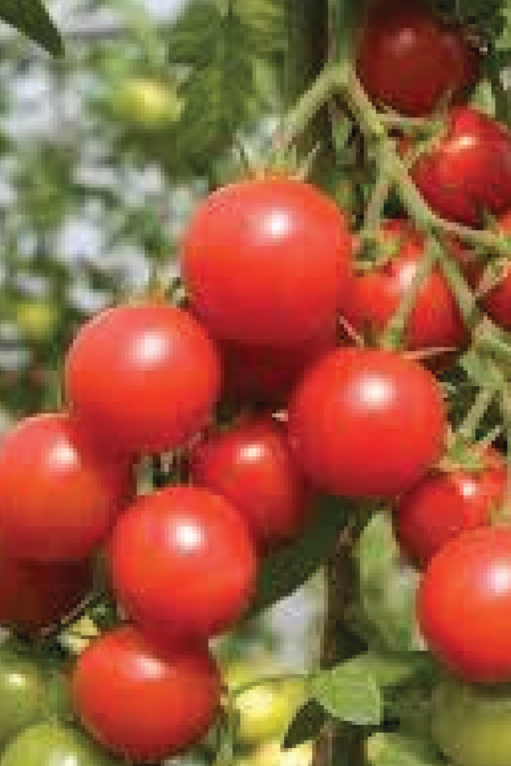 ORGANIC JAPANESE CHERRY TOMATO SEEDLING <br>شتلات الطماطم الكرزي الياباني العضوية