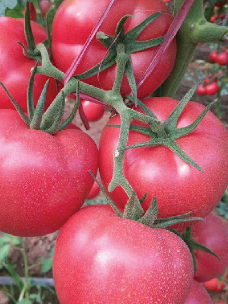 ORGANIC PINK FAIRY TOMATO SEEDLING <br> شتلات الطماطم بنك العضوية