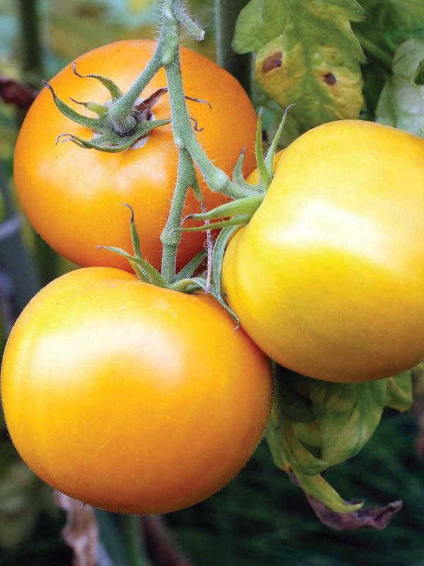 ORGANIC GOLDEN JUBILEE TOMATO SEEDLING
