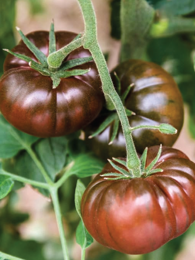 BLACK KRIM TOMATO SEEDS <br> بذور طماطم بلاك كريم
