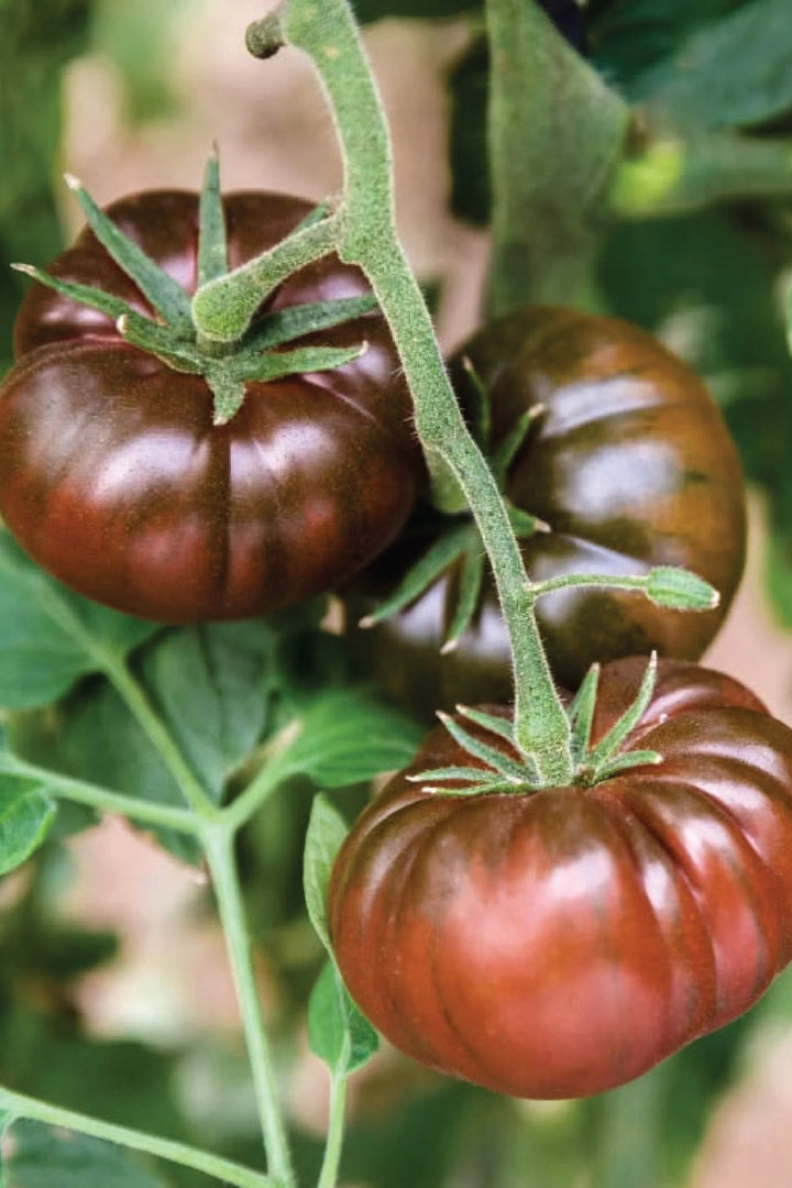 ORGANIC BLACK KRIM TOMATO SEEDLING