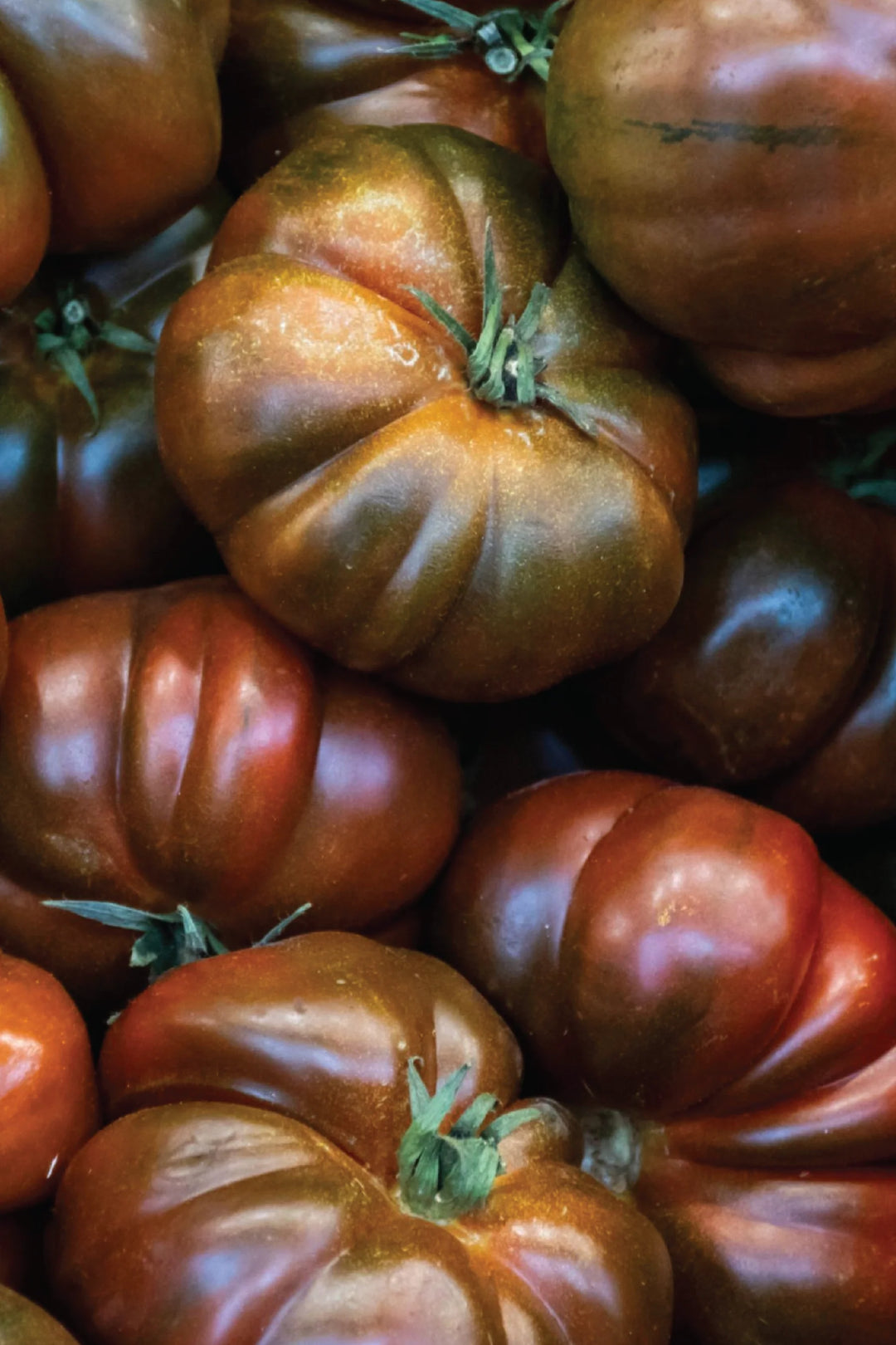 ORGANIC BLACK KRIM TOMATO SEEDLING