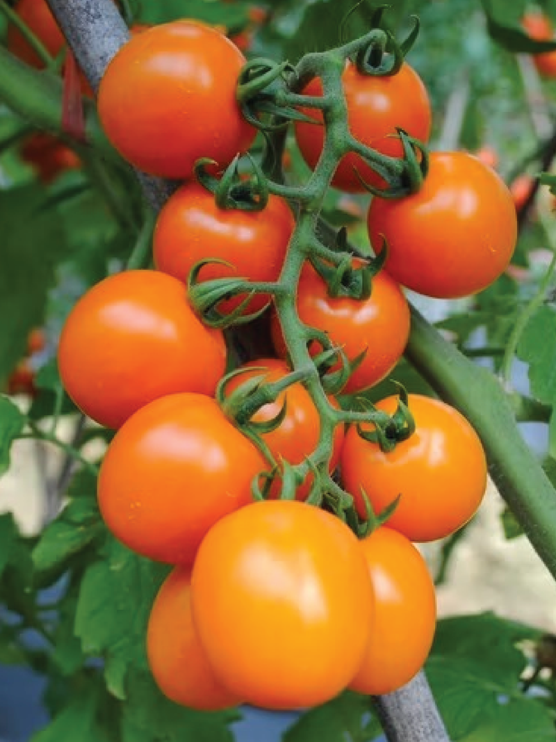 ORGANIC ORANGE OVAL CHERRY TOMATO SEEDLING <br> شتلات الطماطم أوفال شيري البرتقالية العضوية