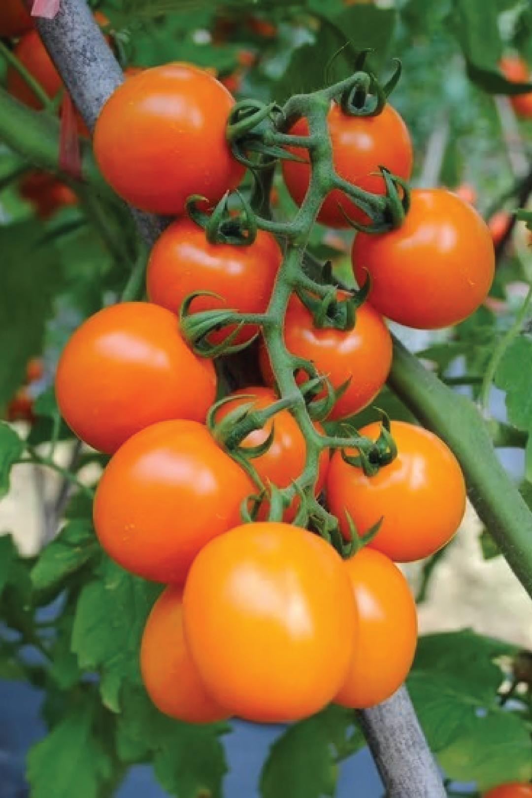 ORGANIC ORANGE OVAL CHERRY TOMATO SEEDLING <br> شتلات الطماطم أوفال شيري البرتقالية العضوية