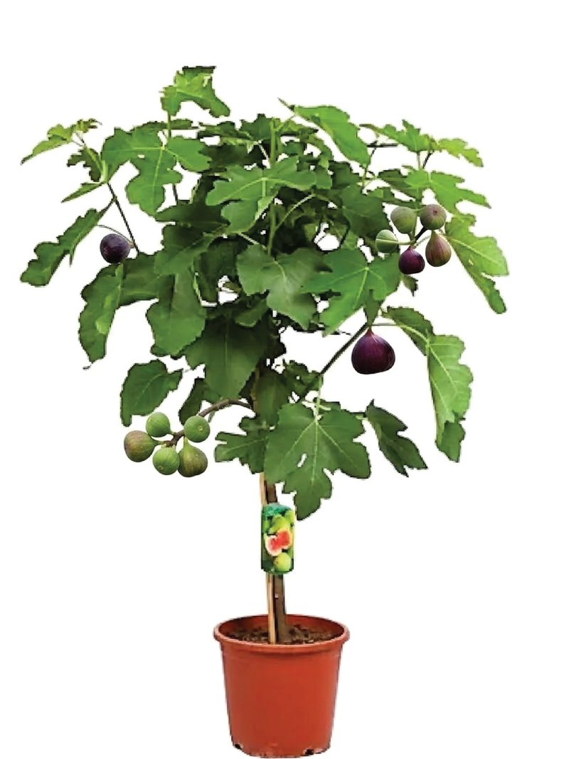 FIG TREE <br> شجرة التين