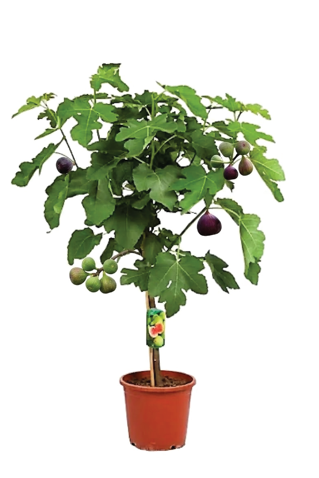 FIG TREE <br> شجرة التين
