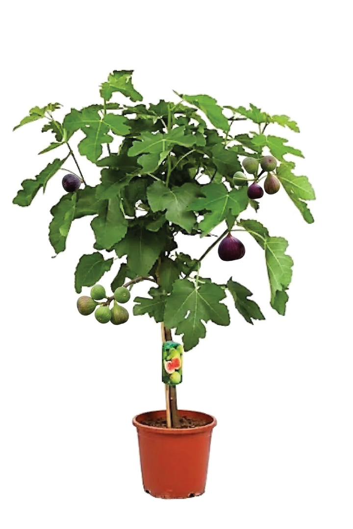 FIG TREE <br> شجرة التين