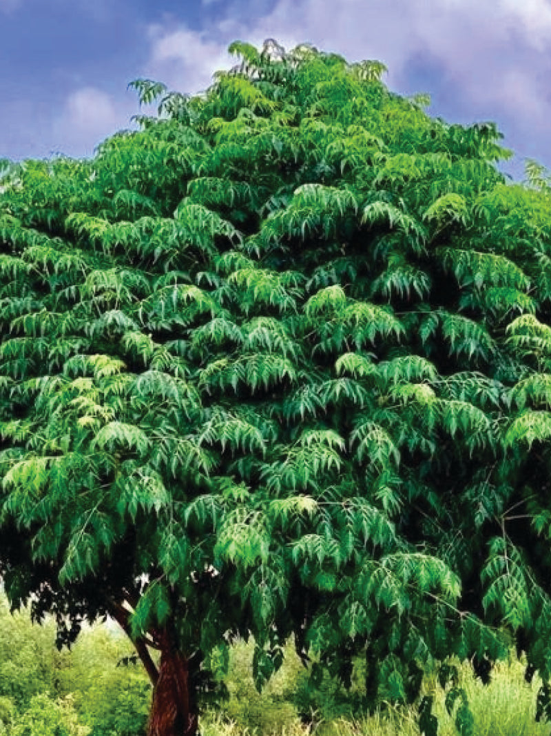 MELIA AZEDARACH TREE SEEDS <br> بذور شجرة الزلنزخت