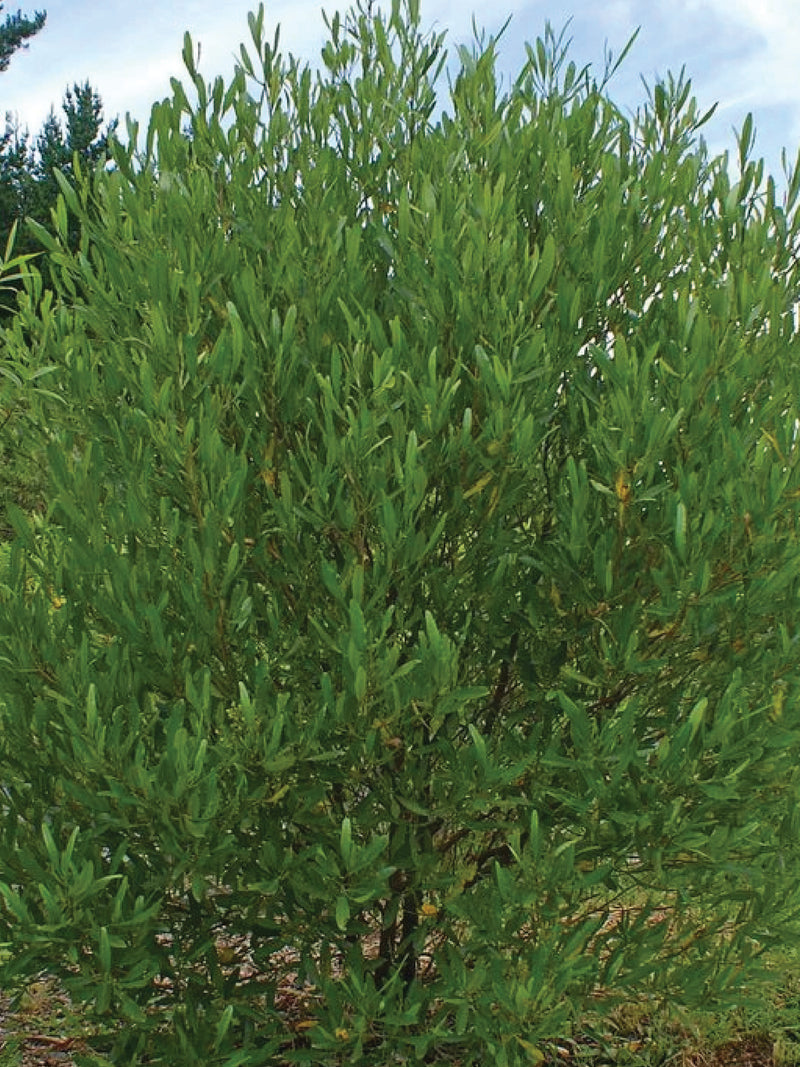 DODONAEA VISCOSA TREE SEEDS <br> بذور شجرة الديدونيا