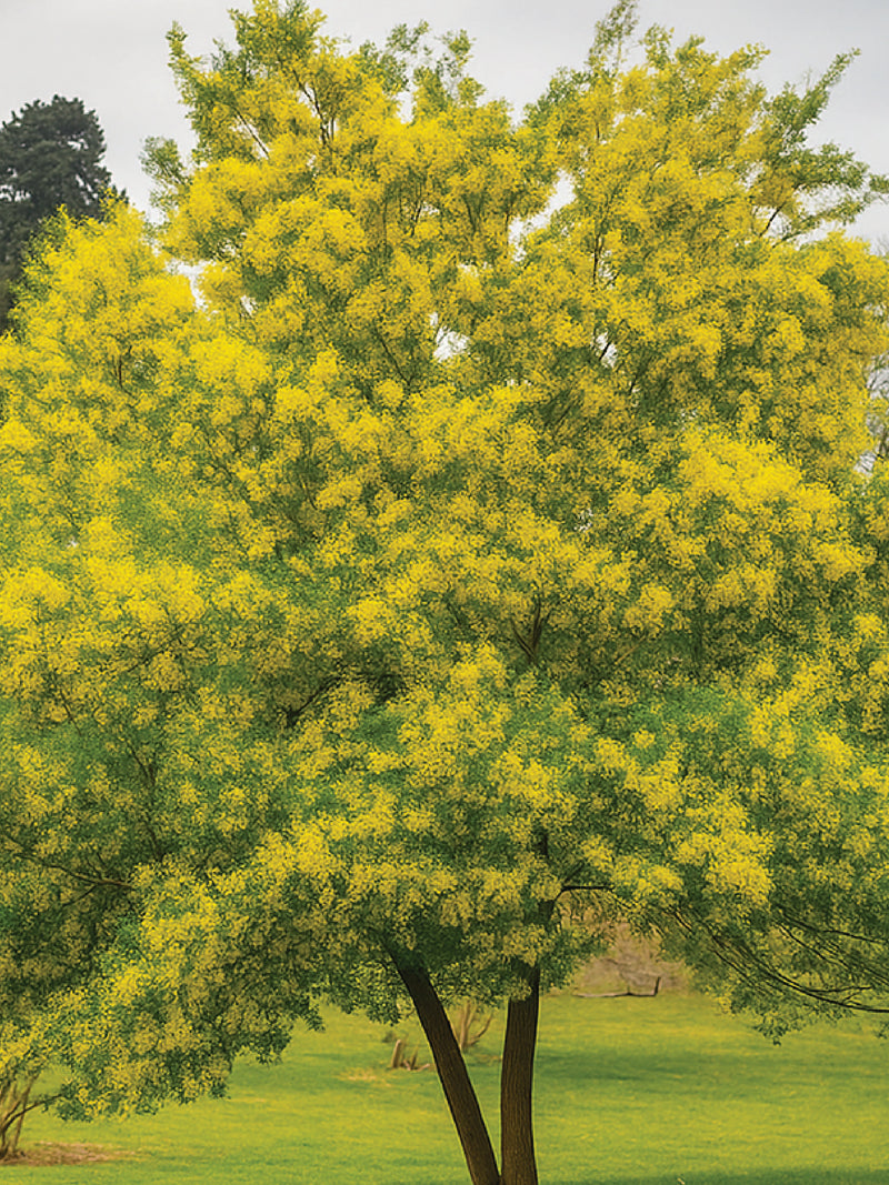 ACACIA FARNESIANA TREE SEEDS <br>  بذور شجرة طلح الفتنة