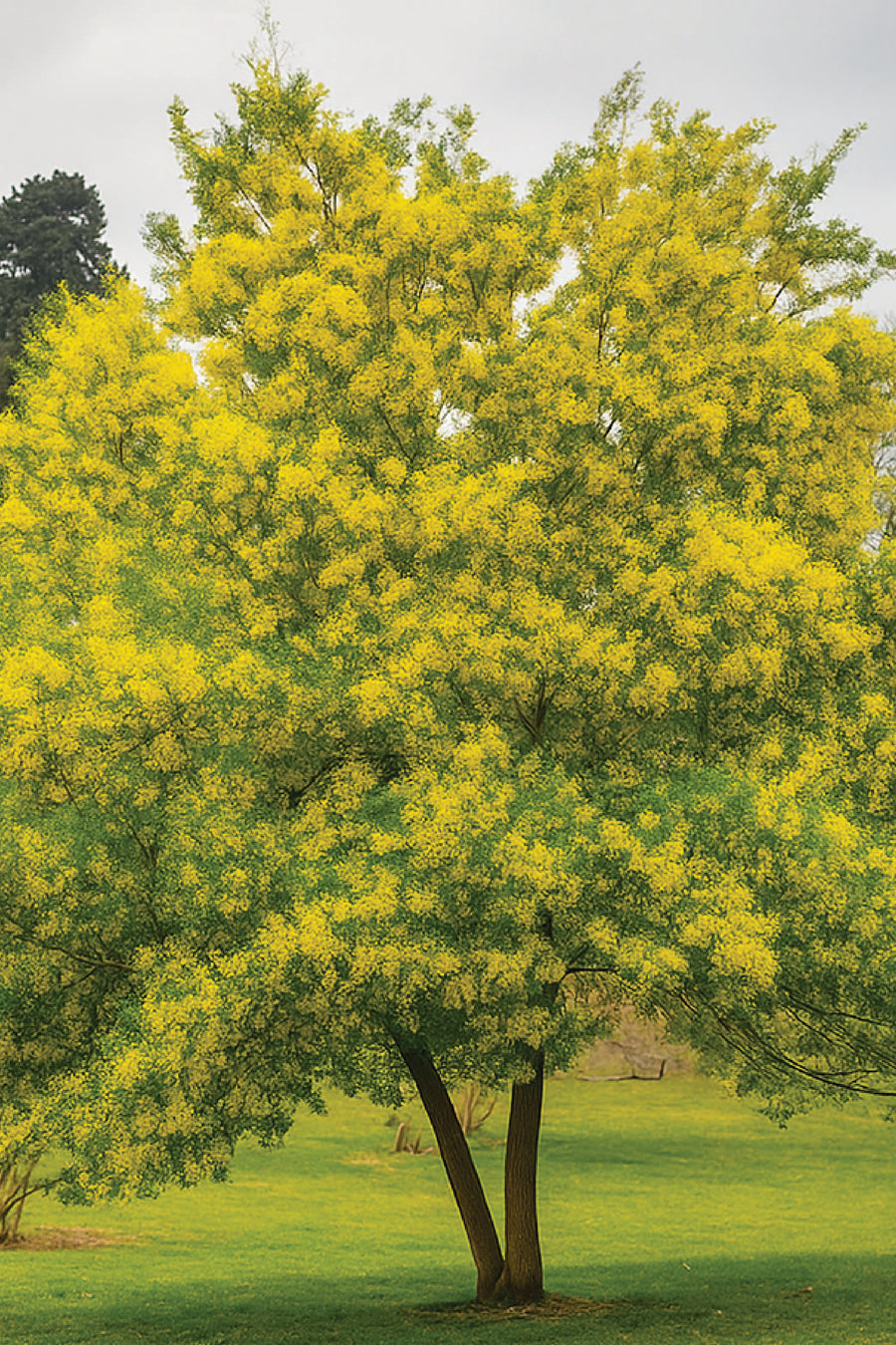 ACACIA FARNESIANA TREE SEEDS بذور شجرة طلح الفتنة – Plantology Lab Trading