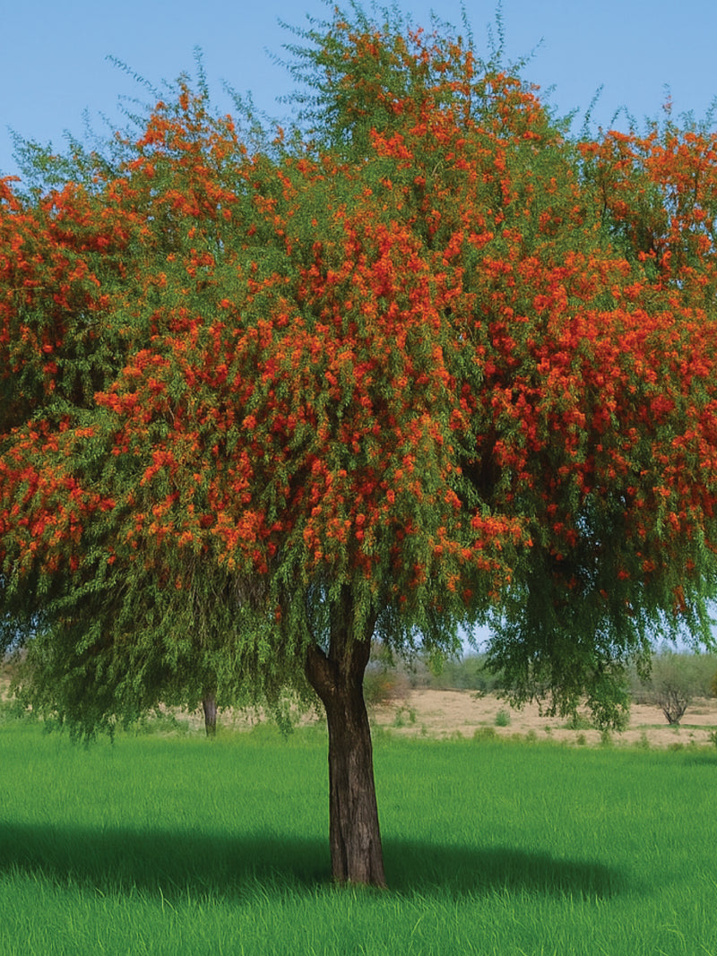 ROHIDA TREE SEEDS <br>بذور شجرة الفرفار