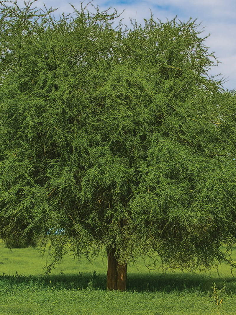 SOAPBERRY TREE SEEDS <br> بذور شجرة الهجليج