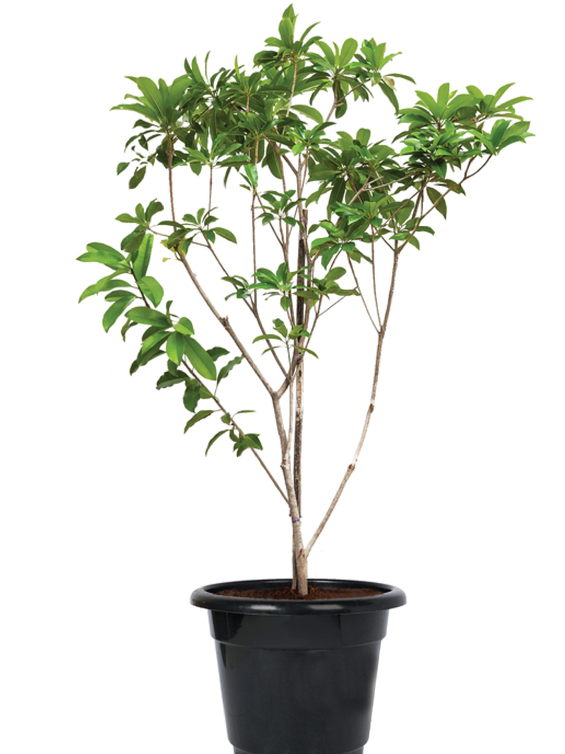CHIKU TREE