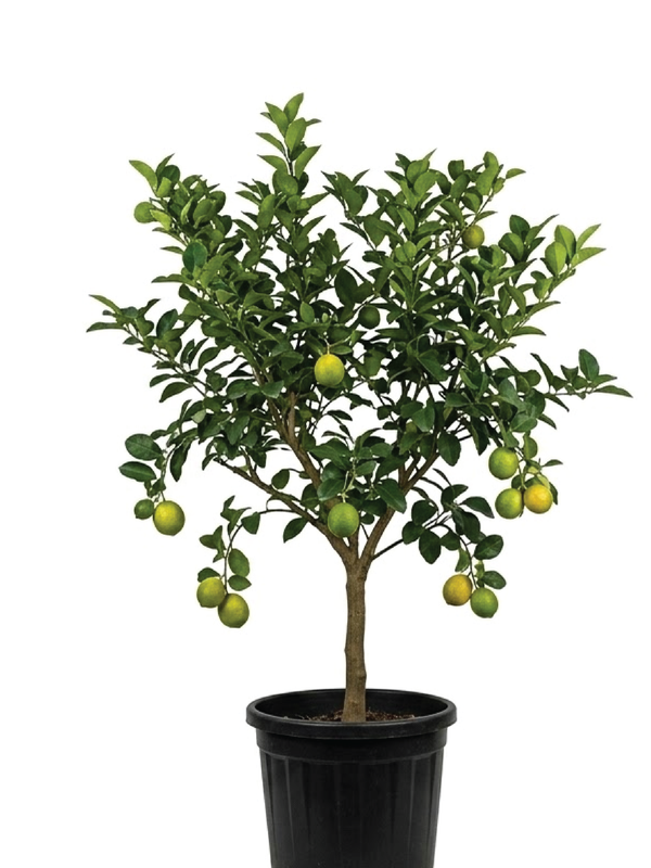 BRAZILIAN LEMON TREE