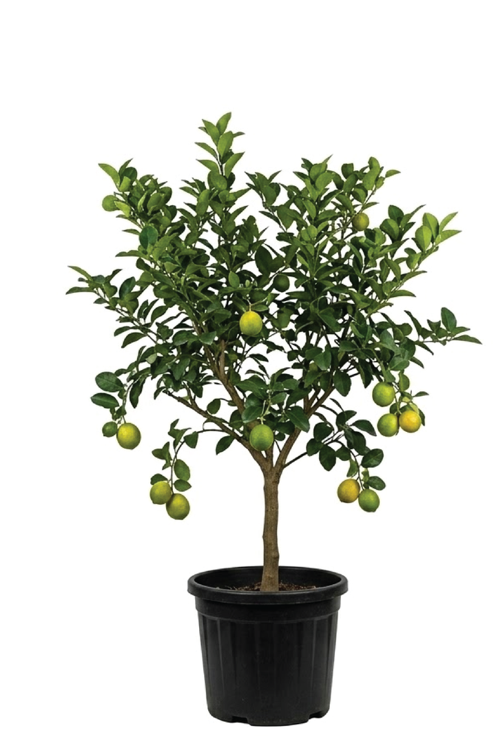 BRAZILIAN LEMON TREE