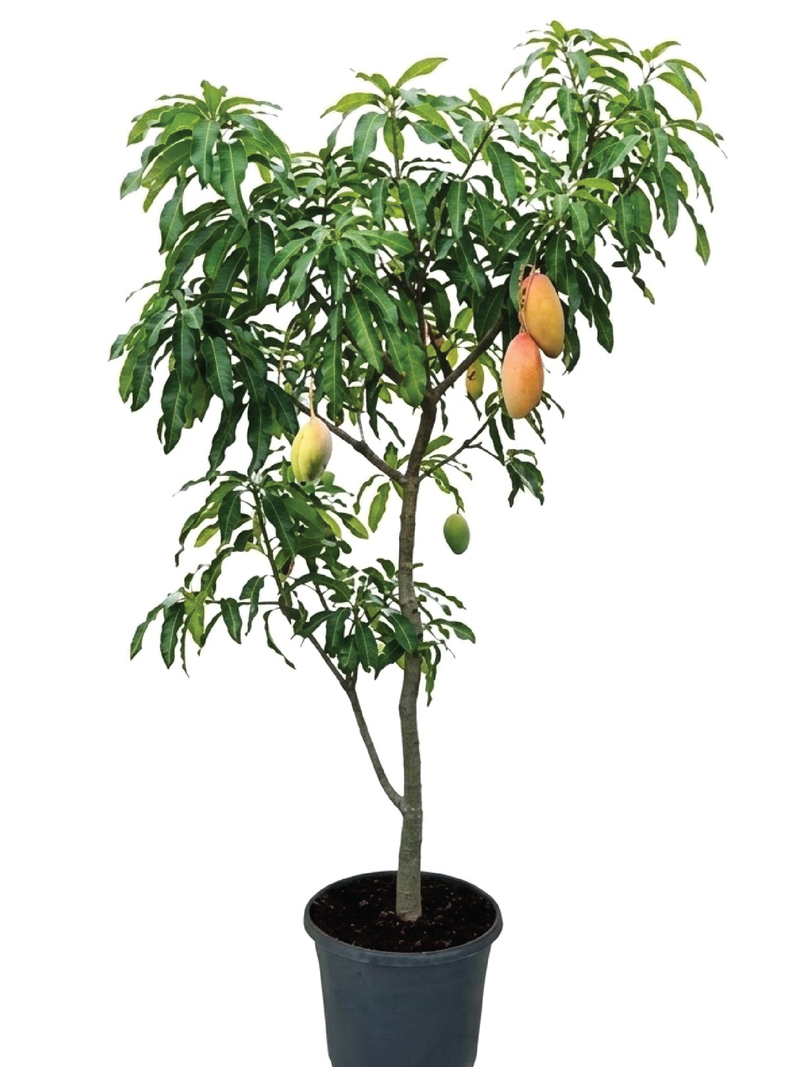 MANGO AWASI TREE