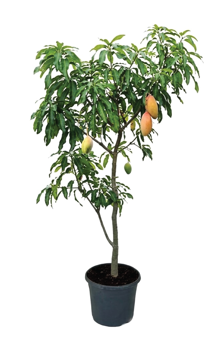 MANGO AWASI TREE