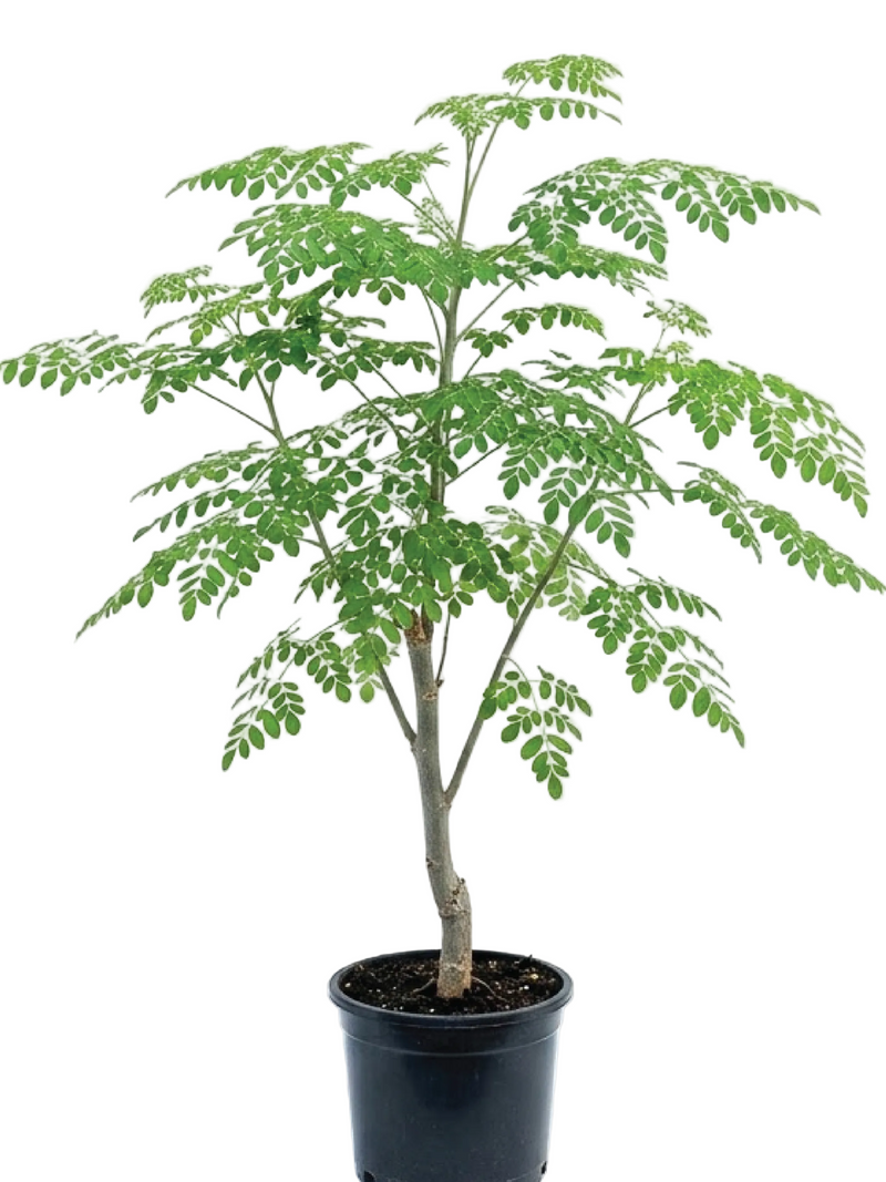 MORINGA TREE