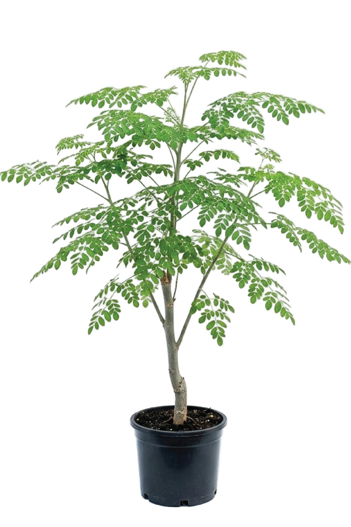 MORINGA TREES