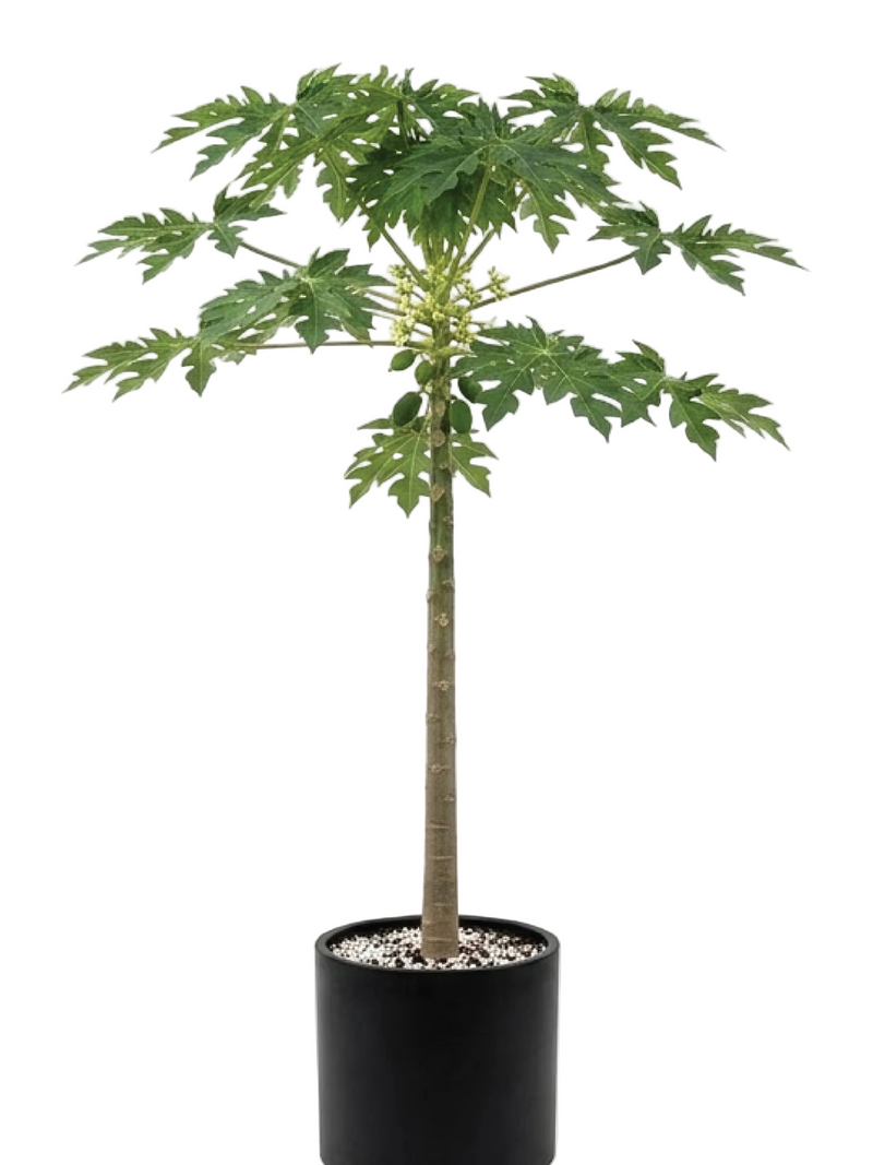 PAPAYA TREE
