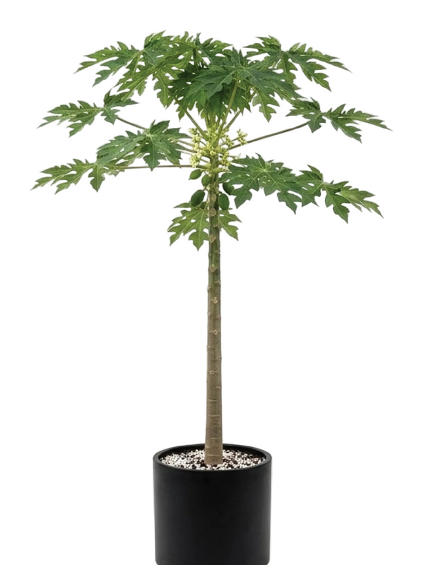 PAPAYA TREE