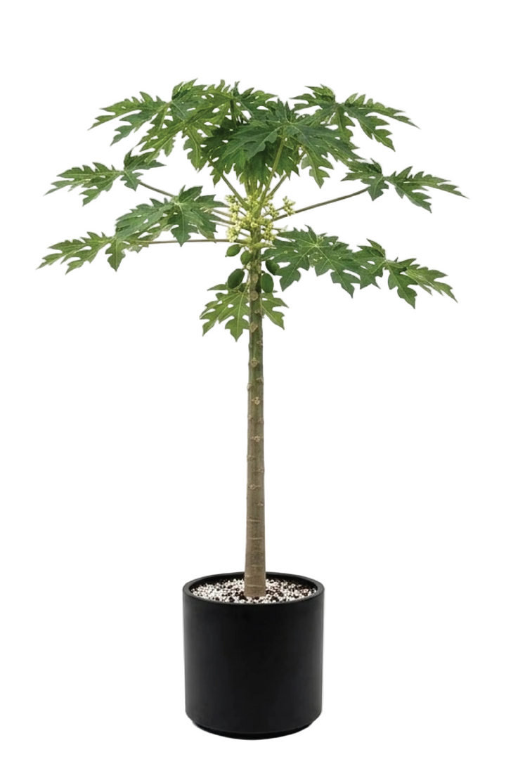 PAPAYA TREES