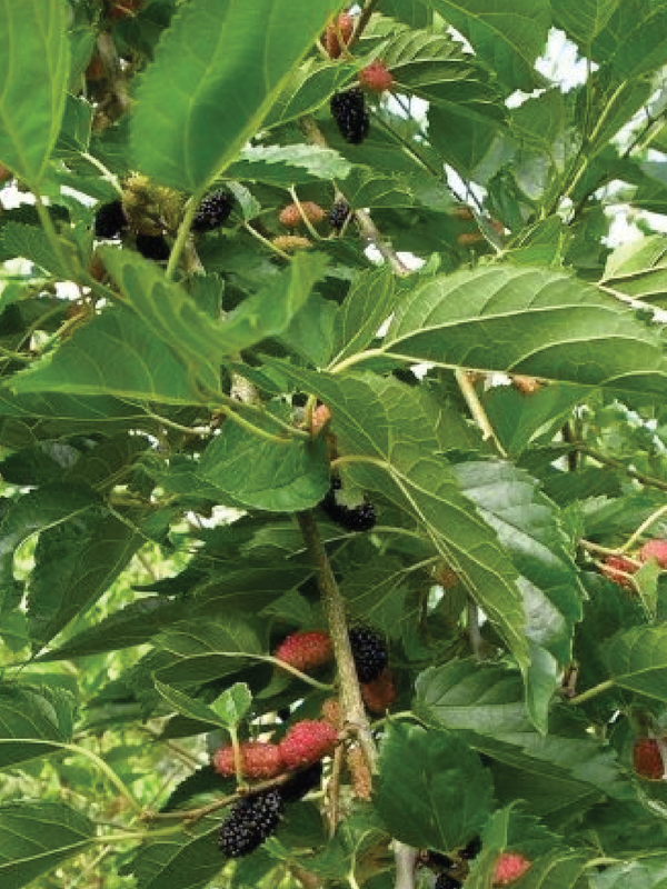MALBERRY TREE