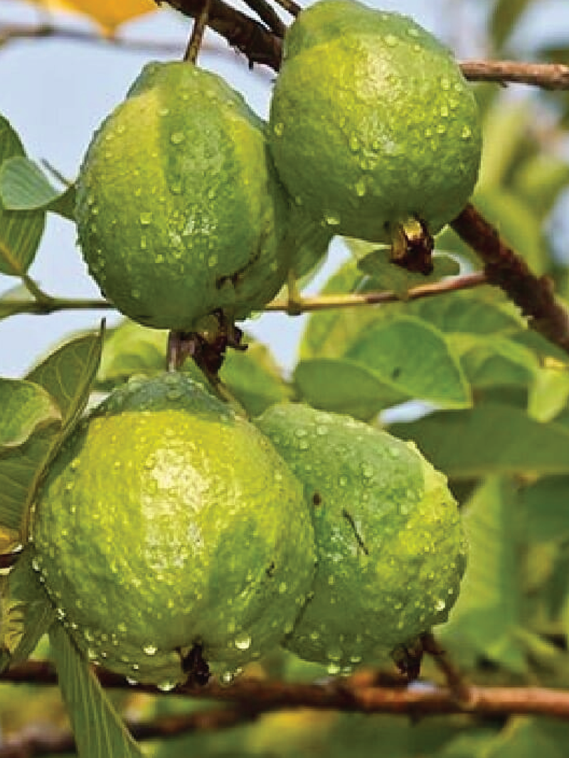 GUAVA TREE