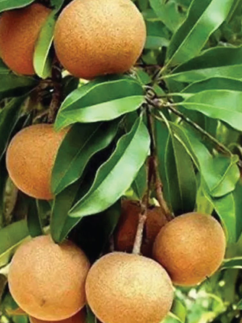 CHIKU TREE