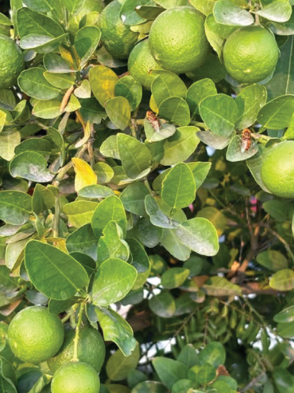 BRAZILIAN LEMON TREE