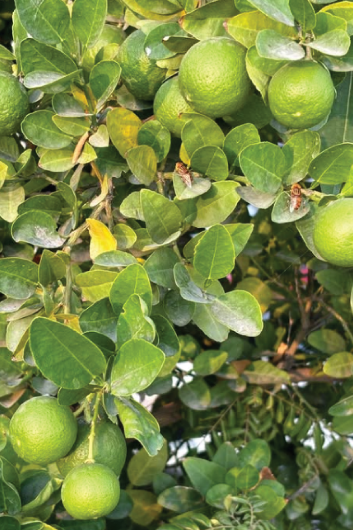 BRAZILIAN LEMON TREE
