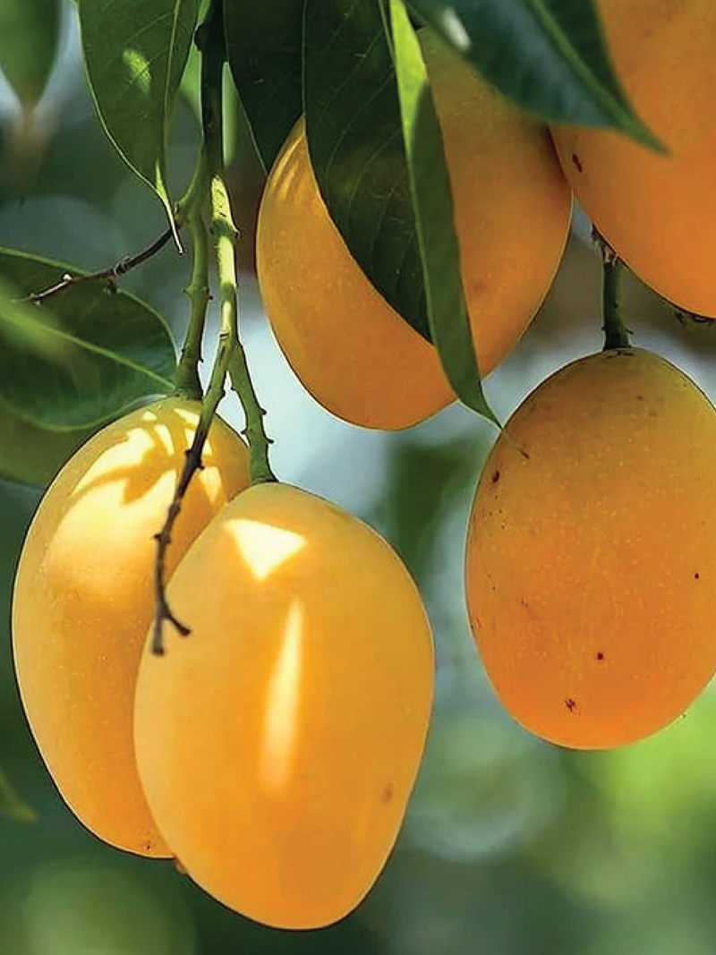 MANGO AWASI TREE