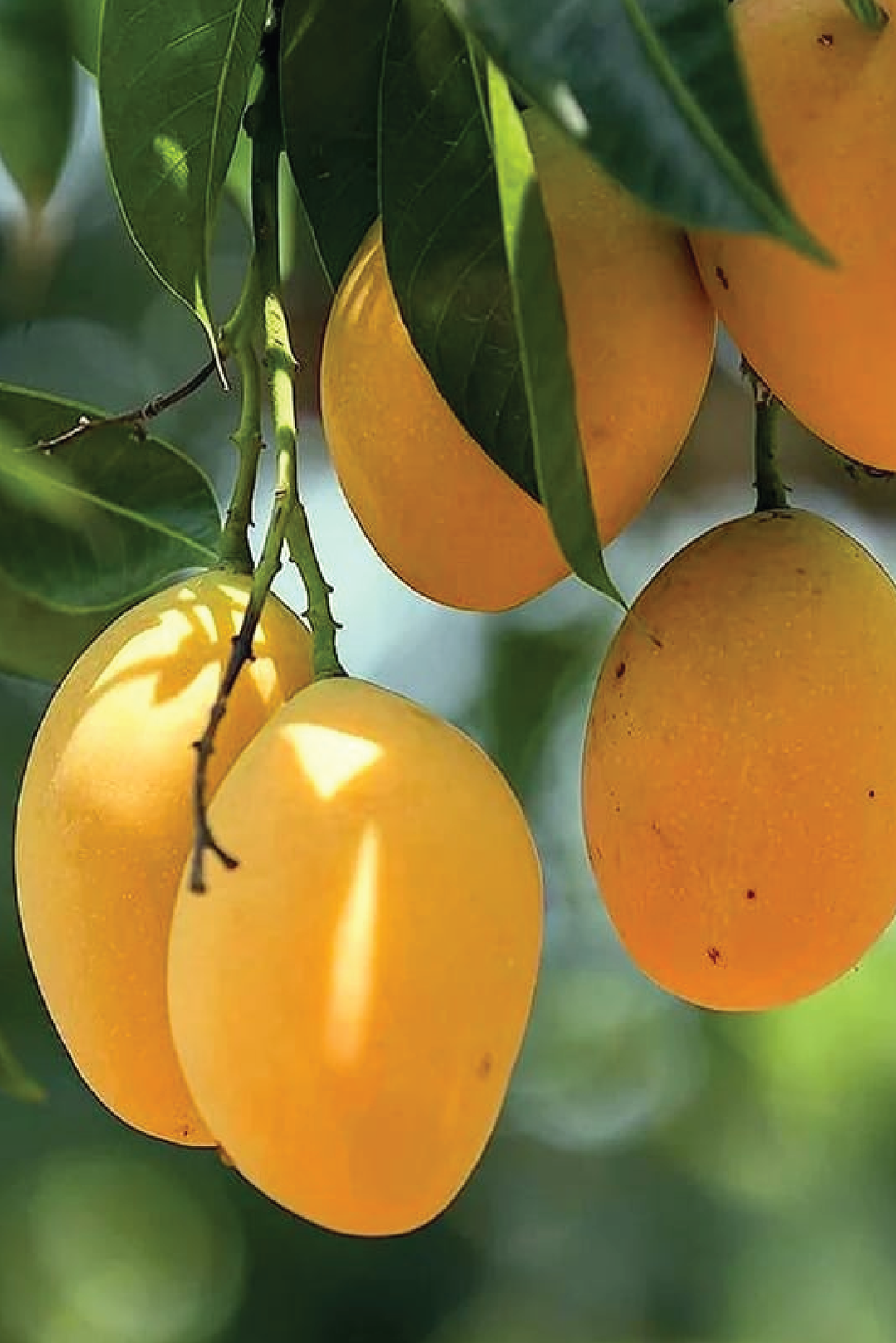 MANGO AWASI TREE