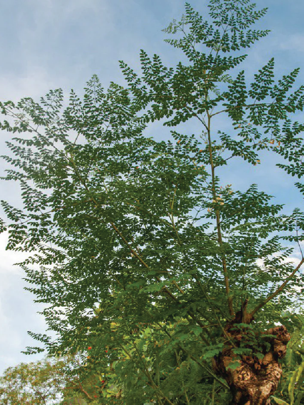 MORINGA TREE