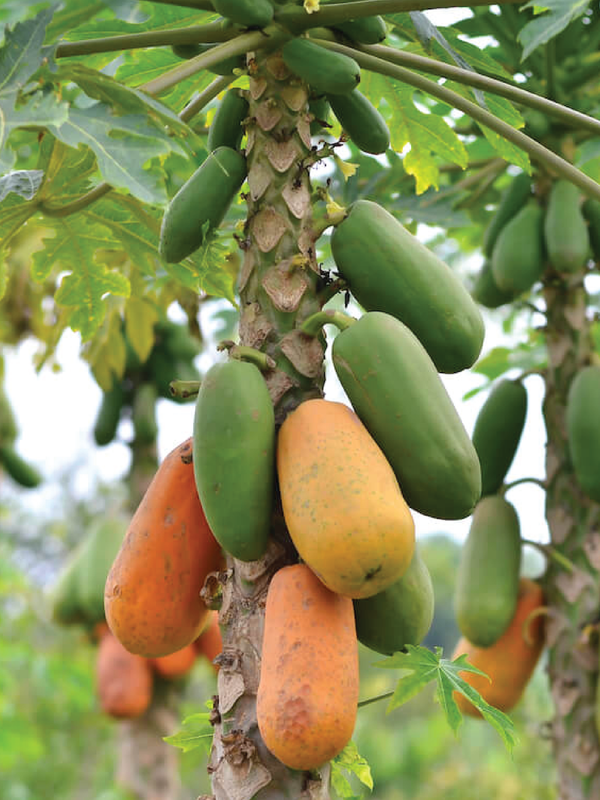 PAPAYA TREE