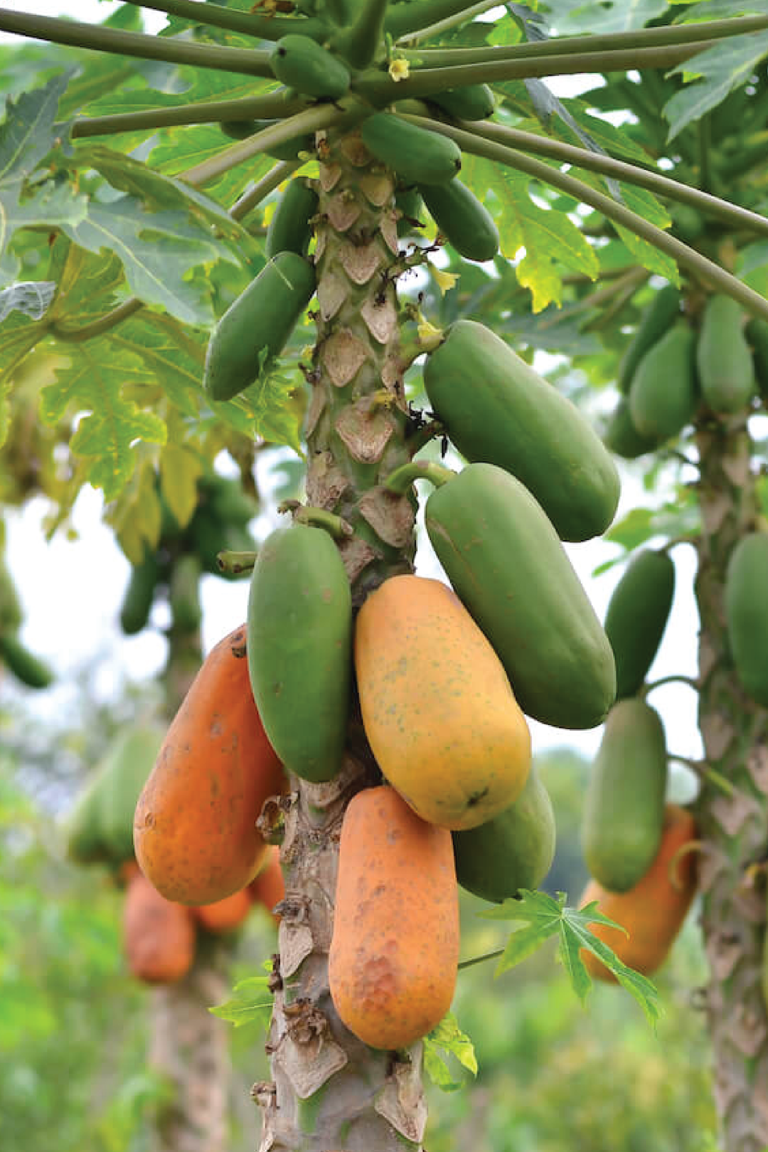 PAPAYA TREE