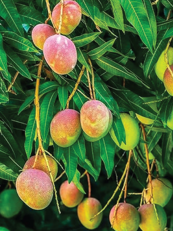MANGO QIRAT TREE