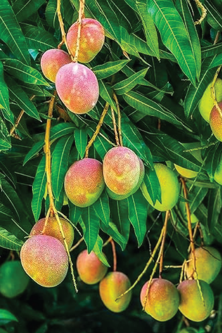 MANGO QIRAT TREE