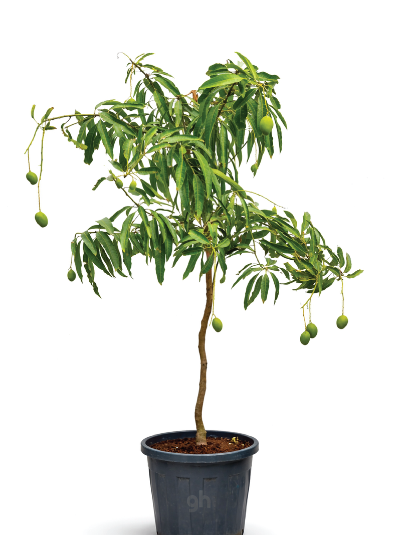 MANGO QIRAT TREE